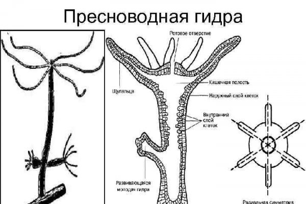 Кракен 13at