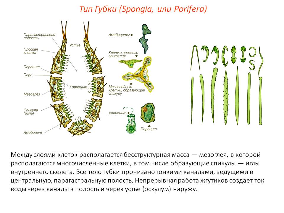 Кракен даркнет сайт