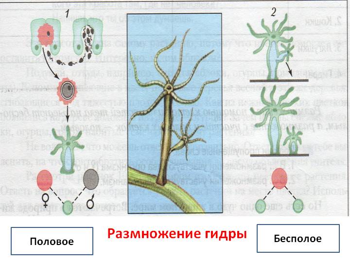 Магазин кракен дарк